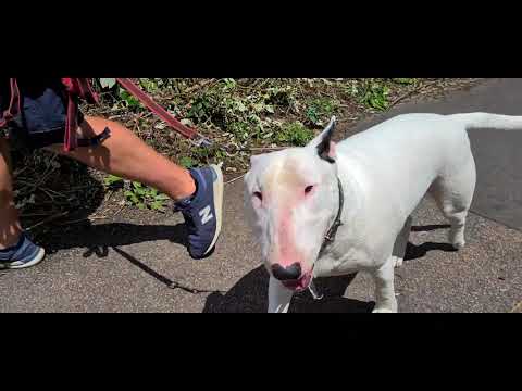 Meet Mikey, a lovable English Bull Terrier but stubborn