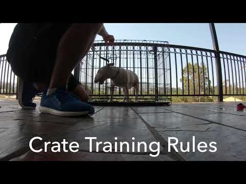 How to crate train Bull Terrier.