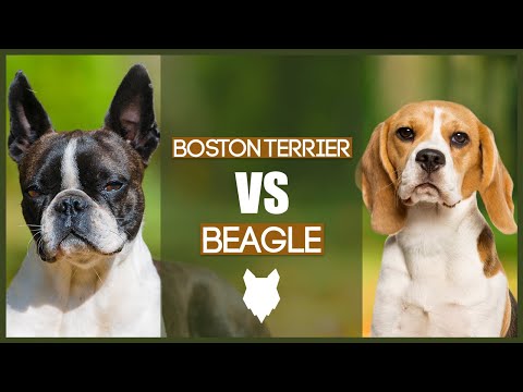 BOSTON TERRIER VS BEAGLE