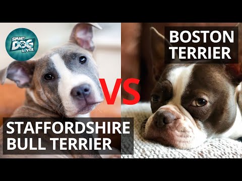 Staffordshire Bull Terrier VS Boston Terrier