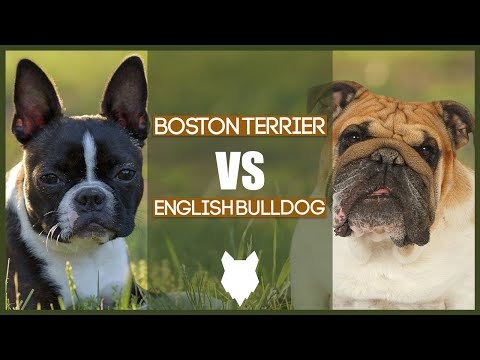 BOSTON TERRIER VS ENGLISH BULLDOG