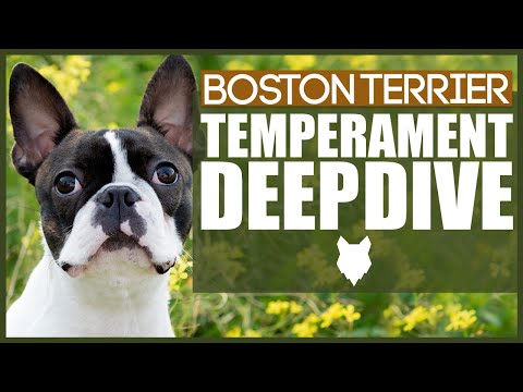 BOSTON TERRIER TEMPERAMENT
