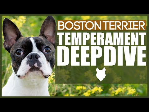 are boston terriers chewers