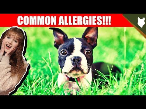 COMMON ALLERGIES FOR BOSTON TERRIER