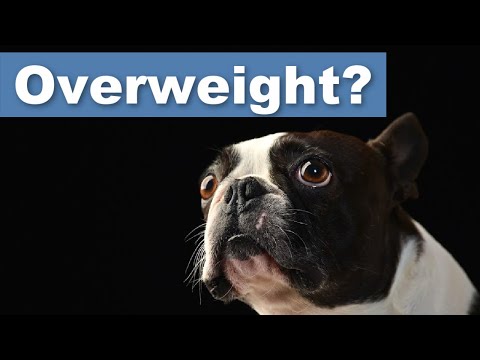 7 Ways To Help Your Boston Terrier Lose Weight (Tips)