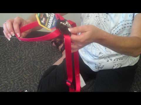 How to Measure Your Dog for a Harness