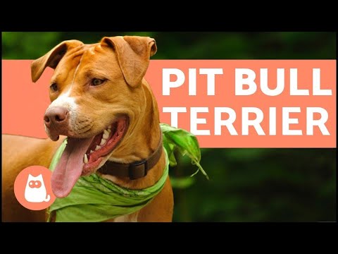 American Pit Bull Terrier - Characteristics and Care