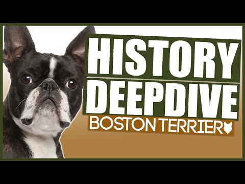 BOSTON TERRIER HISTORY DEEPDIVE