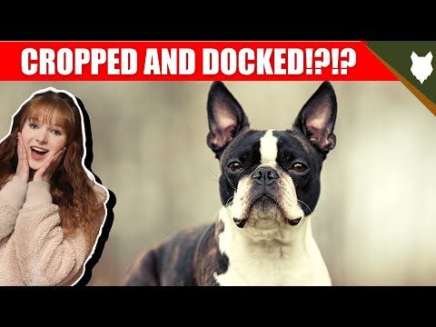 WHY ARE BOSTON TERRIER CROPPED AND DOCKED?