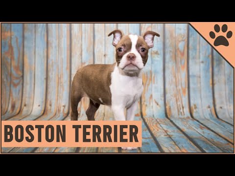 Boston Terrier - Dog Breed Information