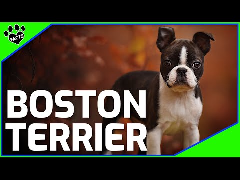 Boston Terrier Dogs 101: Boston Terrier Facts and Information