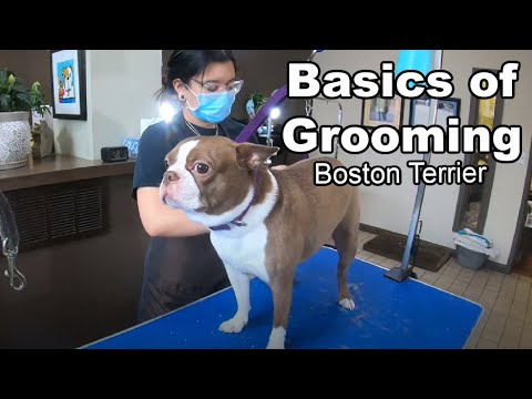 Basics of Dog Grooming | Boston Terrier Edition