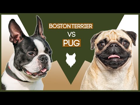 BOSTON TERRIER VS PUG