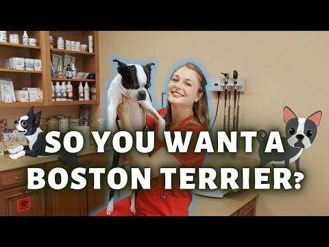 Owning a Boston Terrier?? | What you need to know!