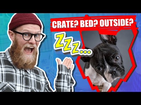 Where Should My BOSTON TERRIER PUPPY Sleep?