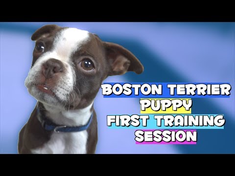 Boston Terrier Puppy FIRST TRAINING SESSION