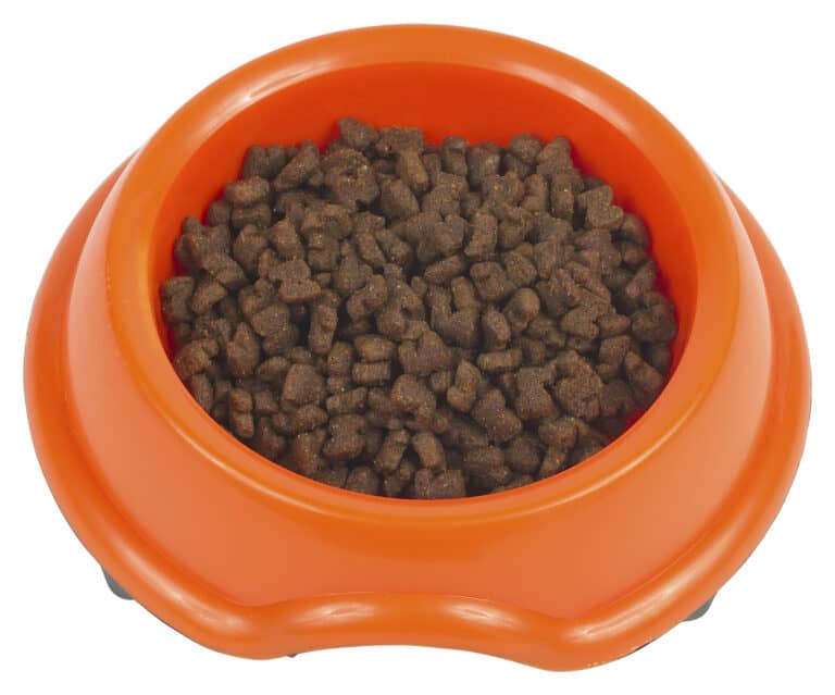 Best Dog Food for Jack Russell Terriers [2024 Review] TerrierHub