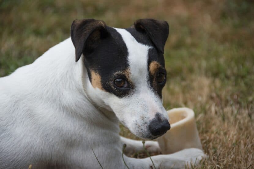 Best Dog Food for Jack Russell Terriers [2024 Review] TerrierHub