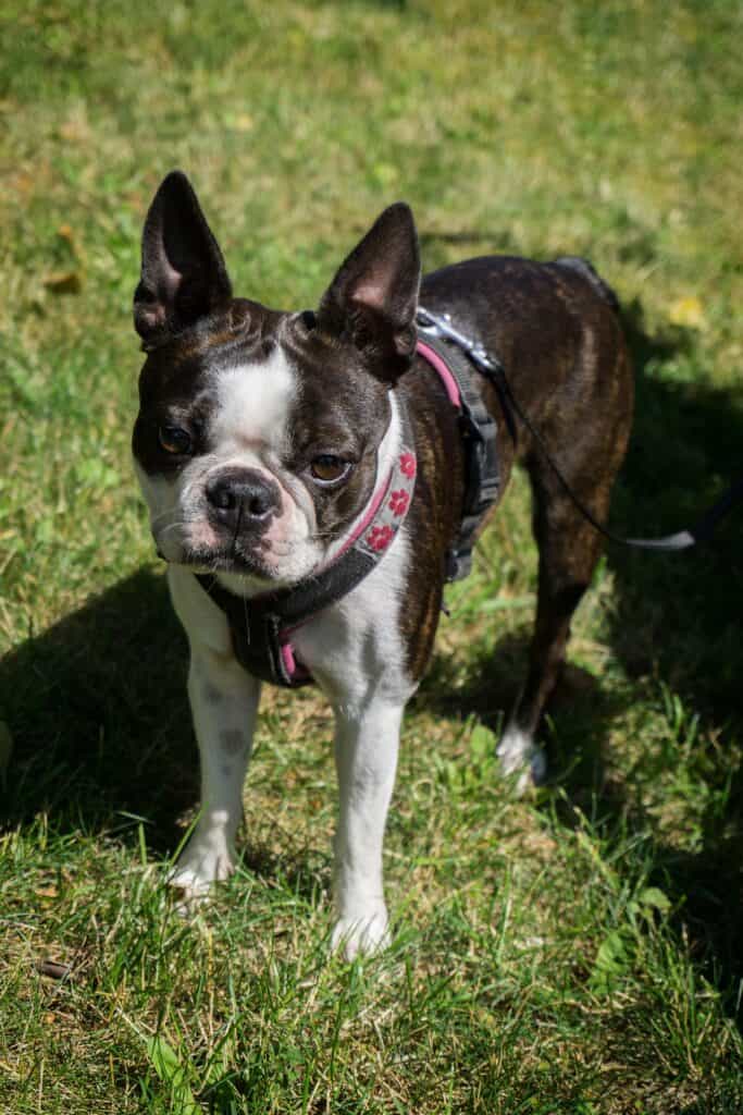 What Indoor Games Can I Play to Keep my Boston Terrier Busy? •