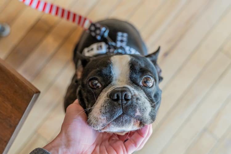 How Much Should I Feed My Boston Terrier? TerrierHub