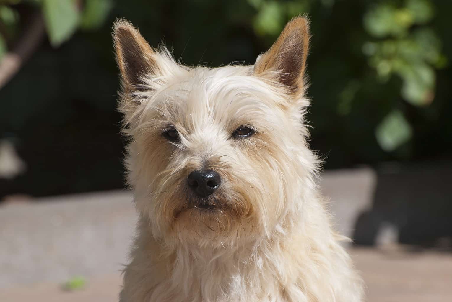 How to Groom a Cairn Terrier | TerrierHub