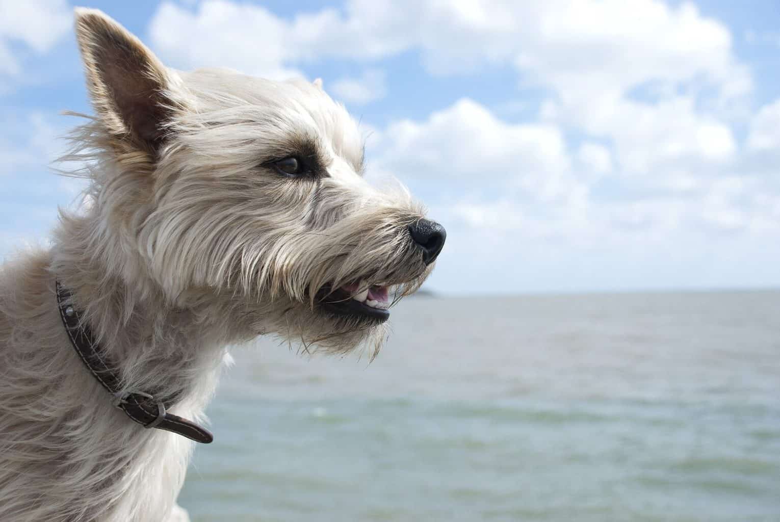How to Groom a Cairn Terrier TerrierHub