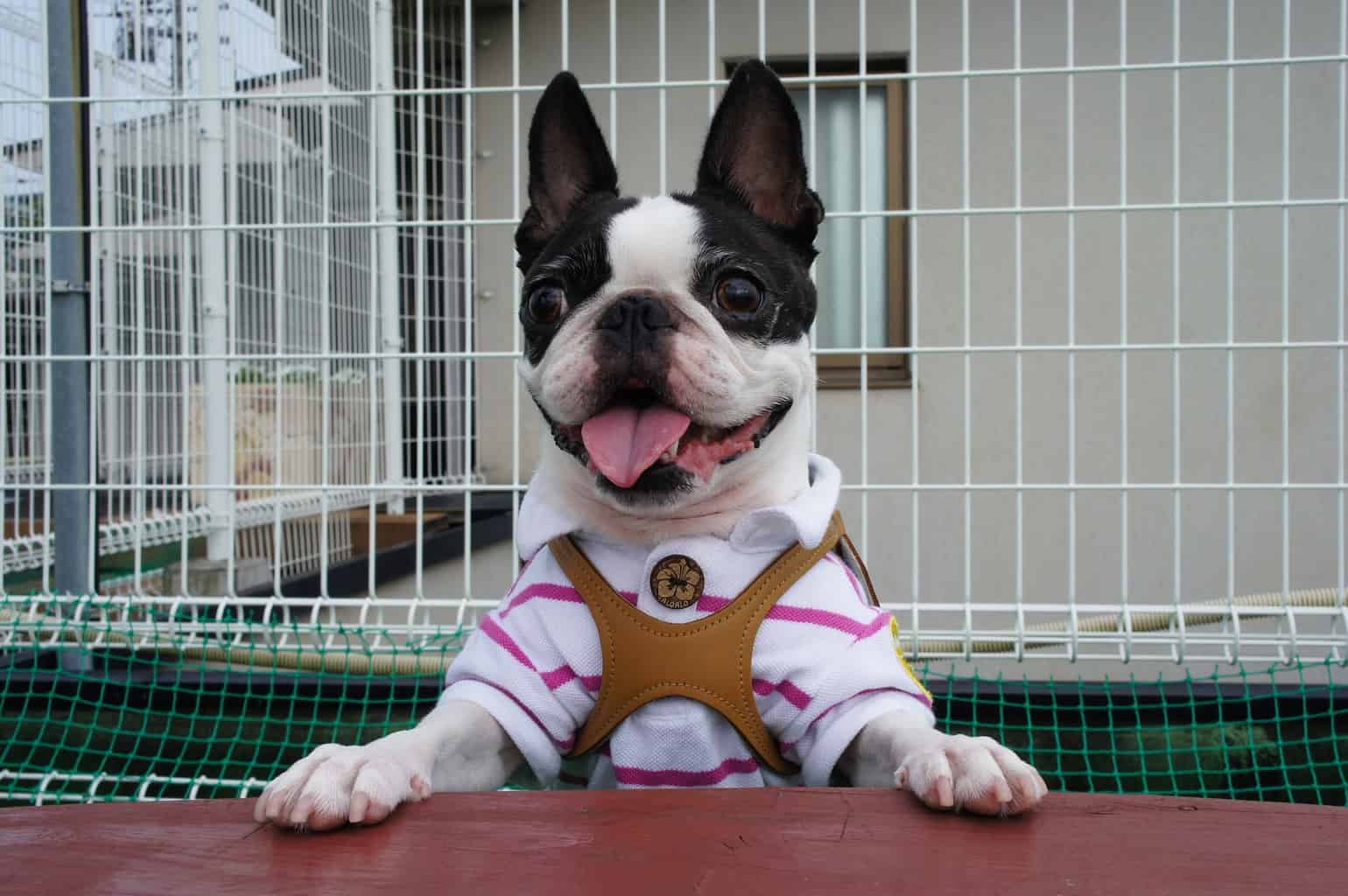How to Train a Boston Terrier Puppy TerrierHub