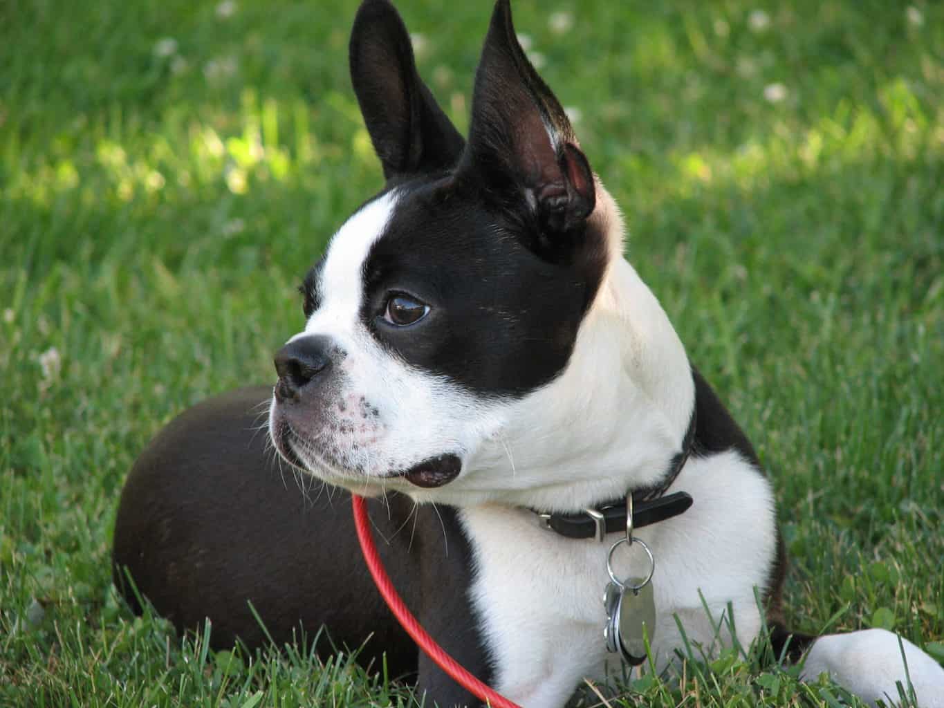 What is an Average Boston Terrier Weight? TerrierHub