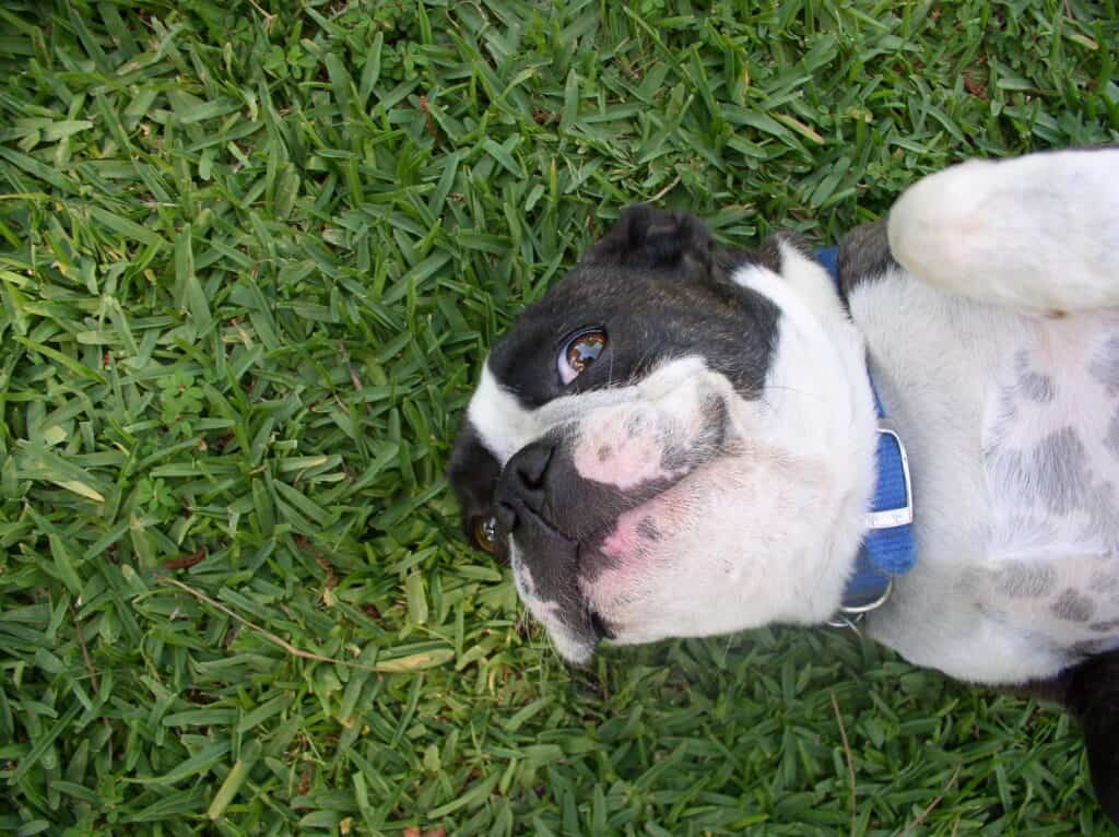 Boston Terrier lying in the grass