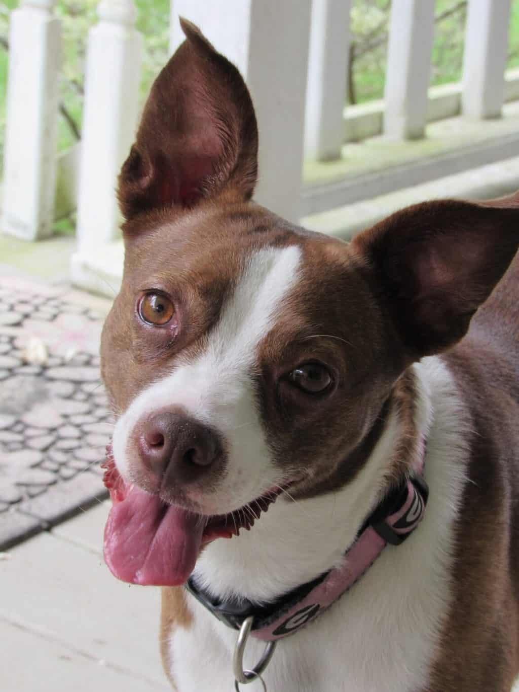 Do Boston Terrier Ears Always Stand Up? TerrierHub