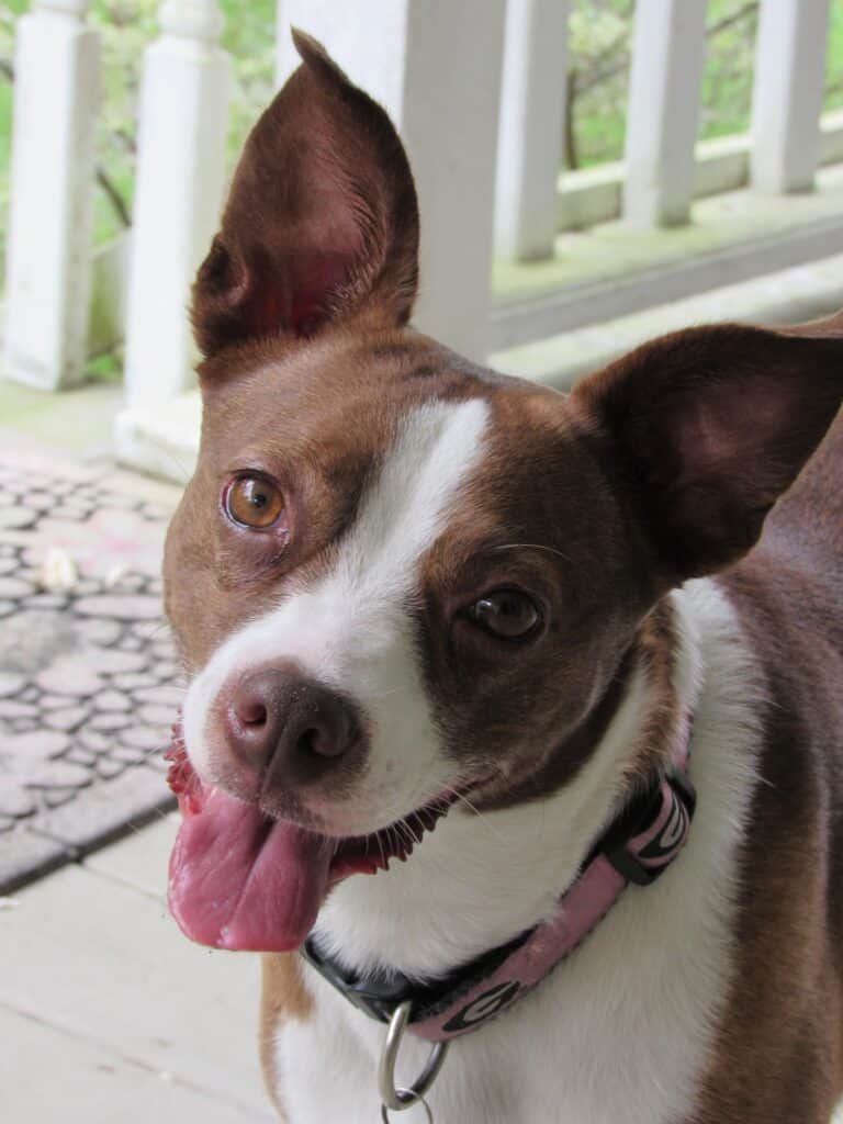 Perky Boston Terrier