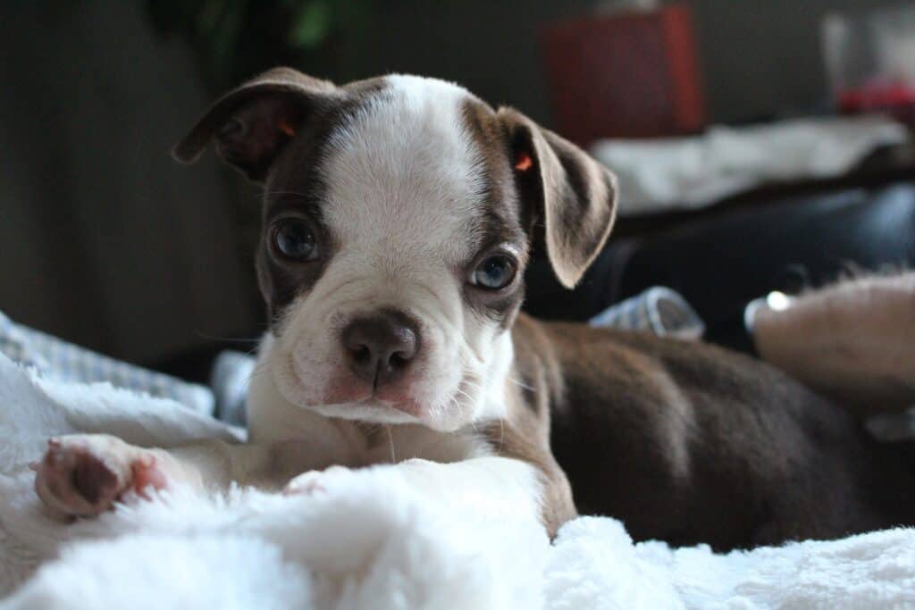 Boston Terrier with floppy ears