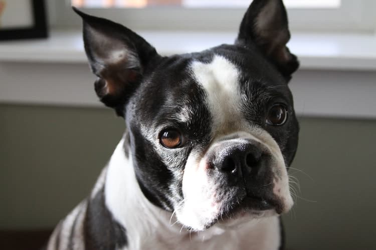 how long before boston terrier ears stand up