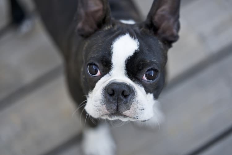 how do you clean a boston terriers ears