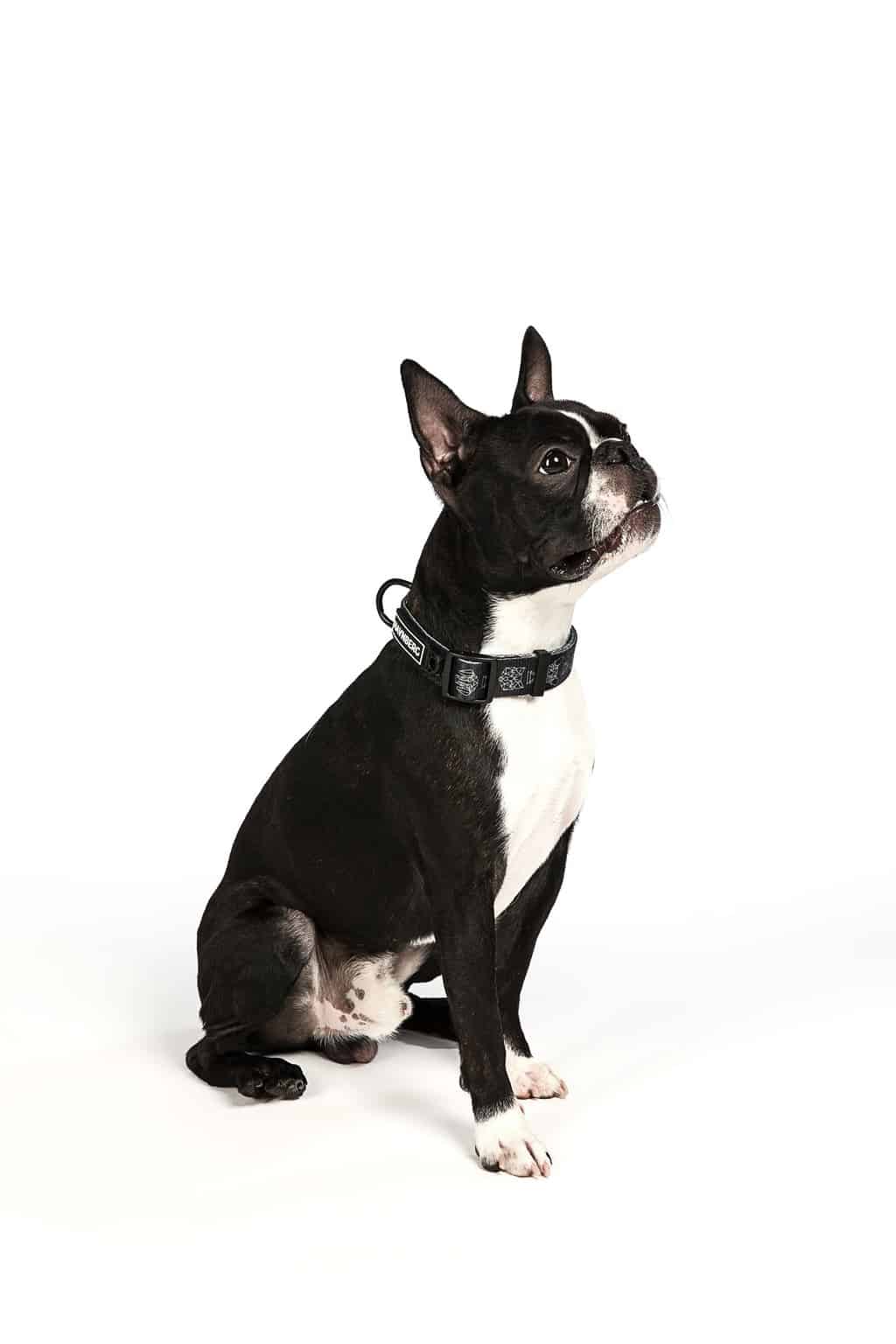 How Big Are Boston Terriers? | TerrierHub