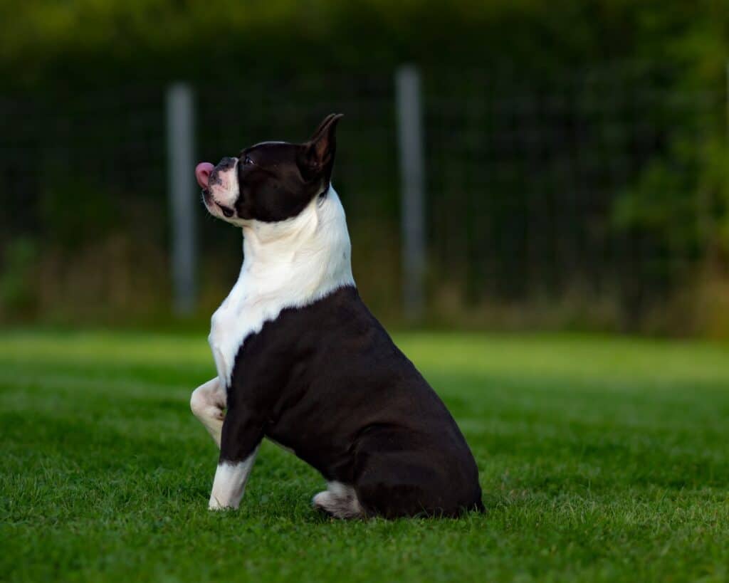 Boston Terrier big for his age