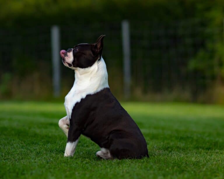 How Big Are Boston Terriers? TerrierHub