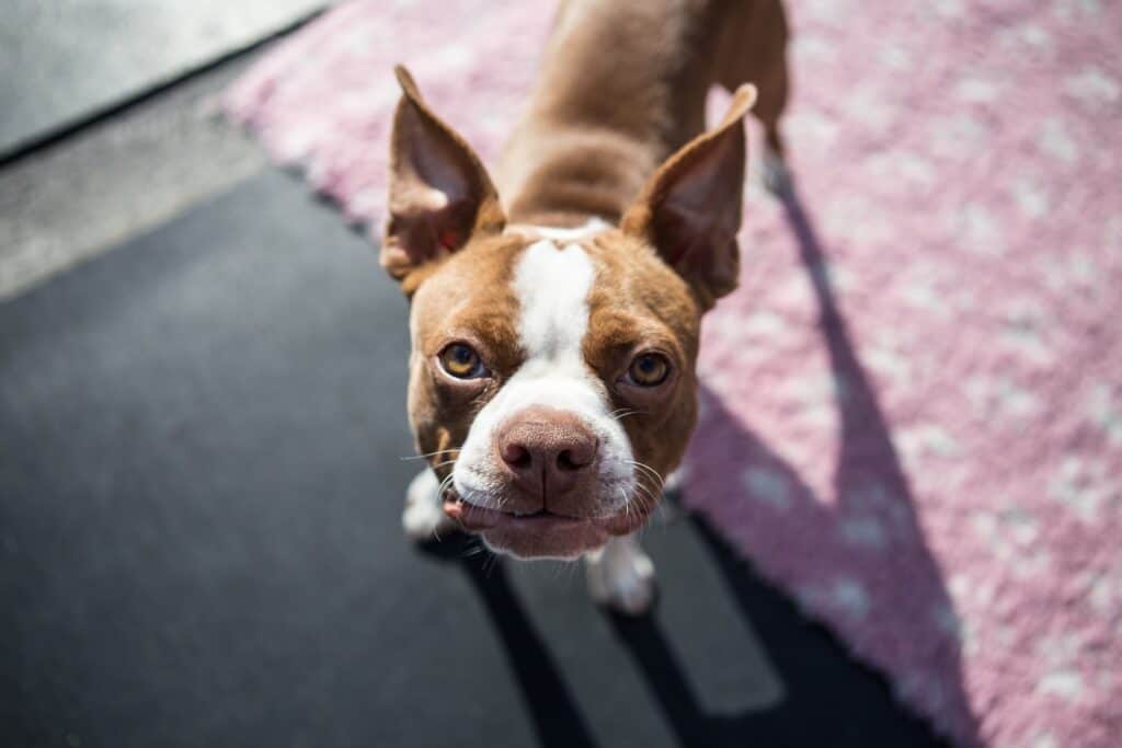 Boston Terrier being house trained