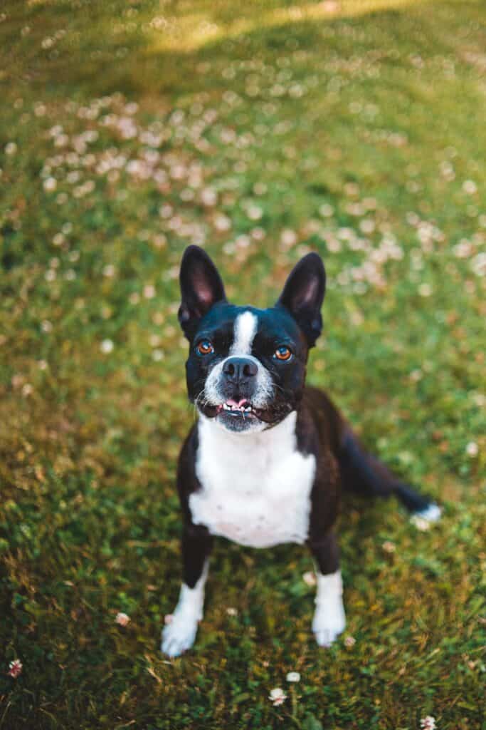 Dog playing outdoors