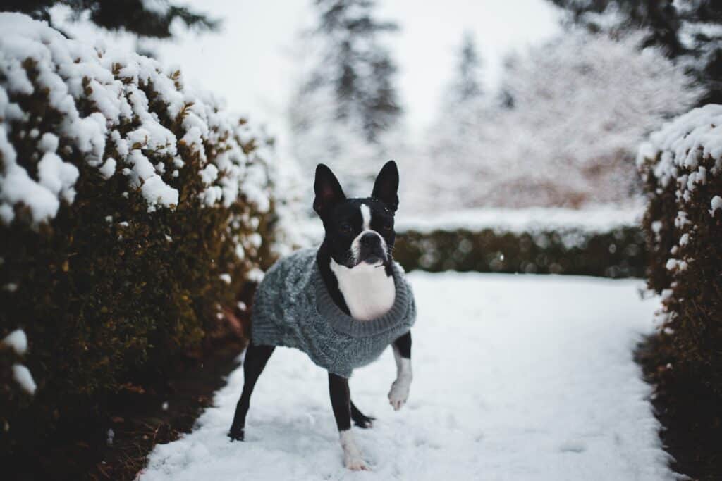 Hyper Boston Terrier playing in the snow