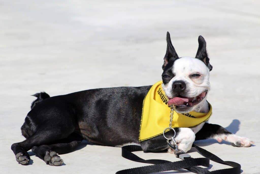 why are boston terriers tails crooked