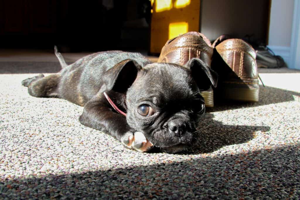 why are boston terriers tails crooked