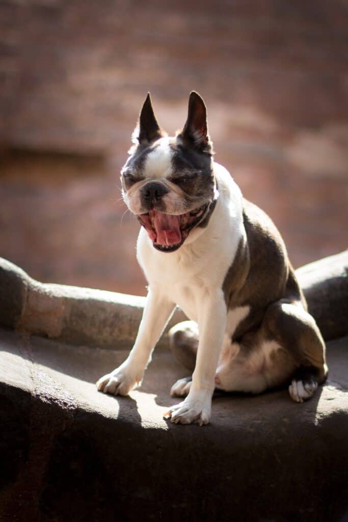 A brown and white Boston Bulldog yawning while seated on a cemented chair