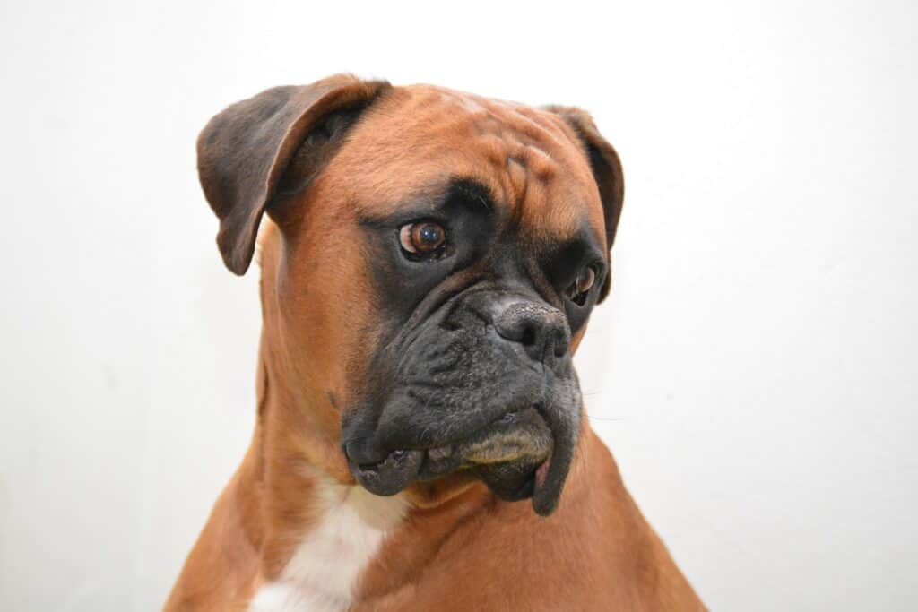 Boxer dog