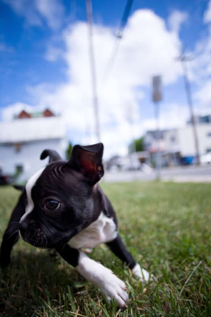 Boston Terrier puppy playing in the grass