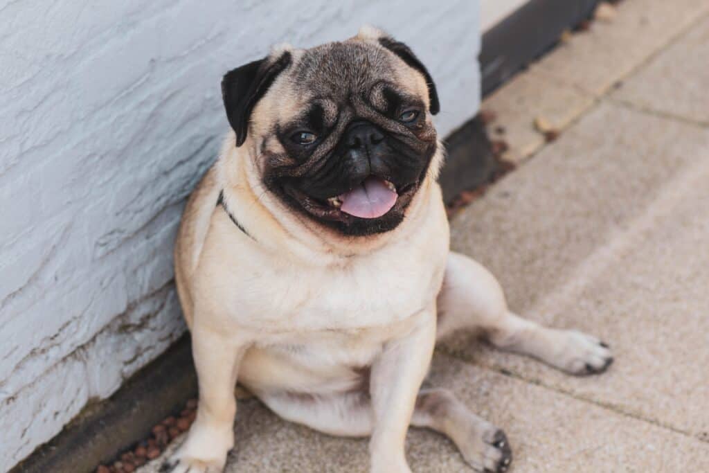 Pug sitting outside with a funny expression