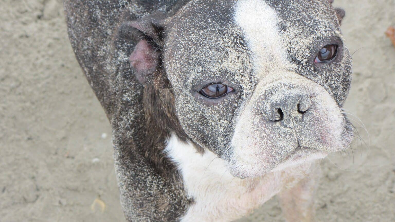 Do Boston Terriers Shed a Lot? Terrier Hub
