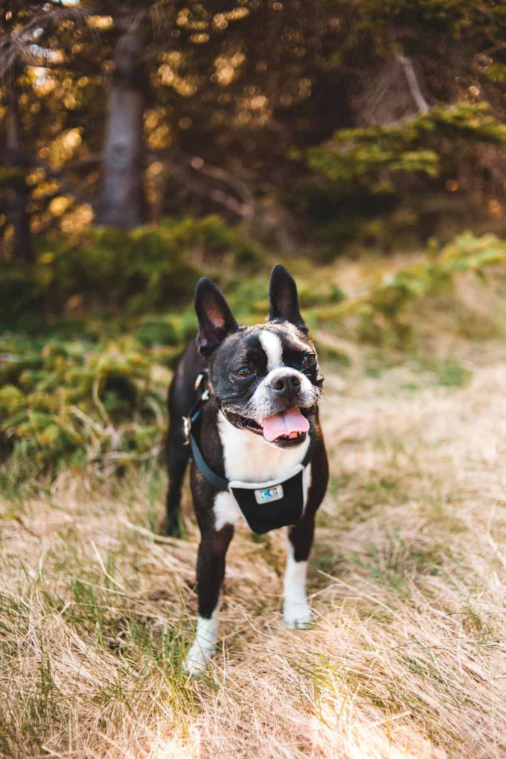 Dog with harness stepping on grass