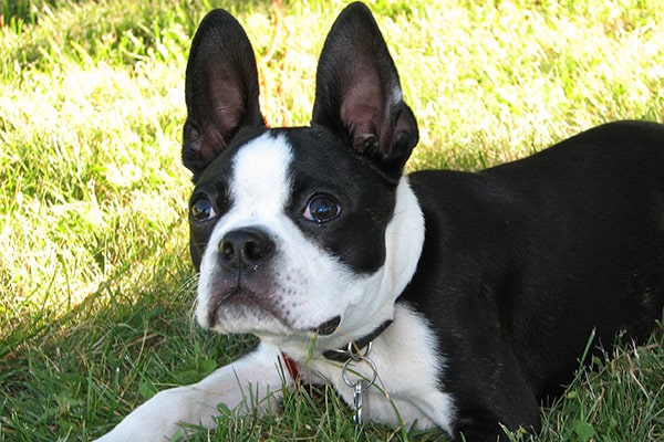 Boston Terrier with classic black and white coat marks sitting on the green grass