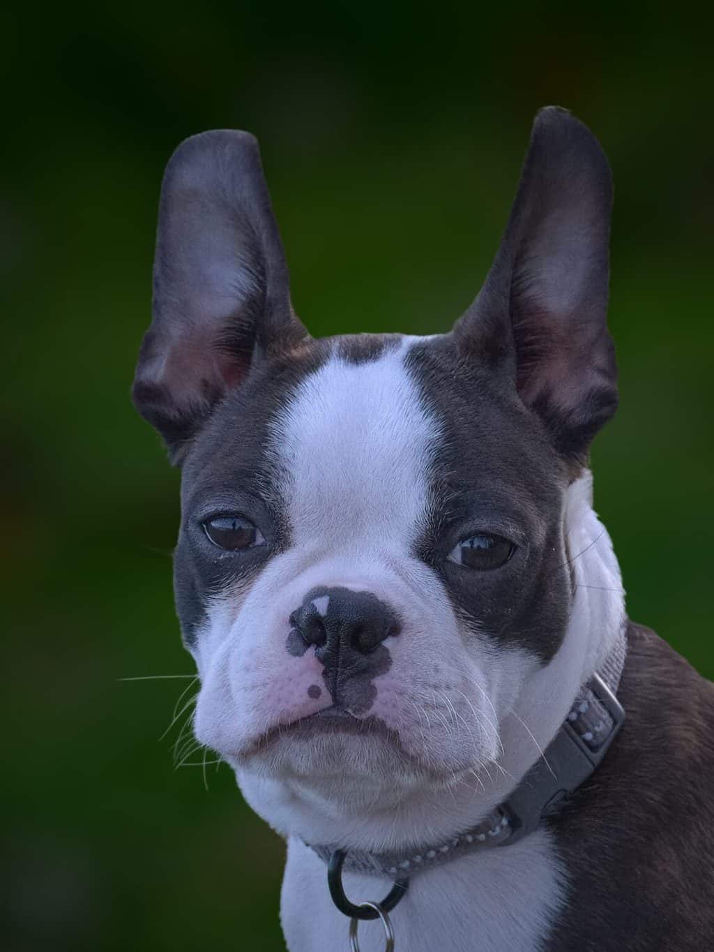 What Health Problems Do Boston Terriers Have? TerrierHub